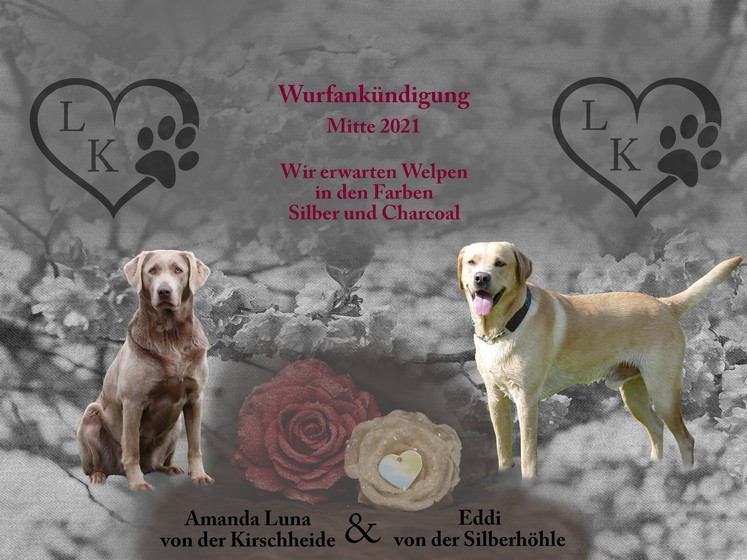 Collage von Welpen