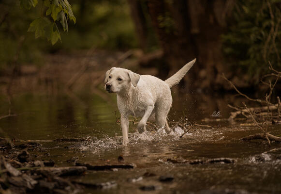 Cora beim Mantrailing